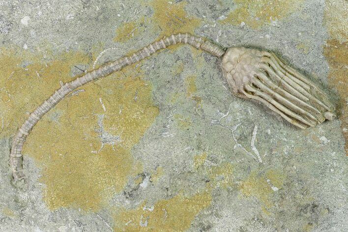 Fossil Crinoid (Macrocrinus) - Crawfordsville, Indiana #135544